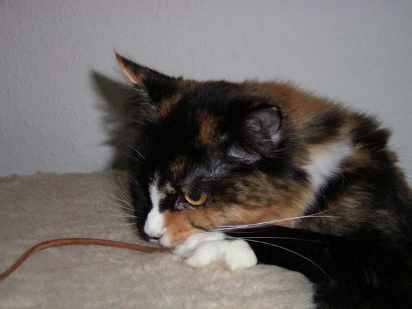 Undercover-Coon´s Bild 3 Dezember 2004