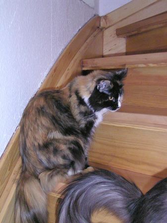 Undercover-Coon´s Bild 12 Dezember 2004