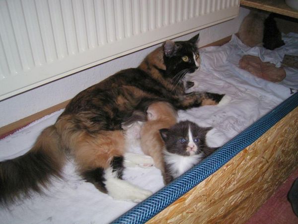 Undercover-Coon´s Bild 9 Februar 2005