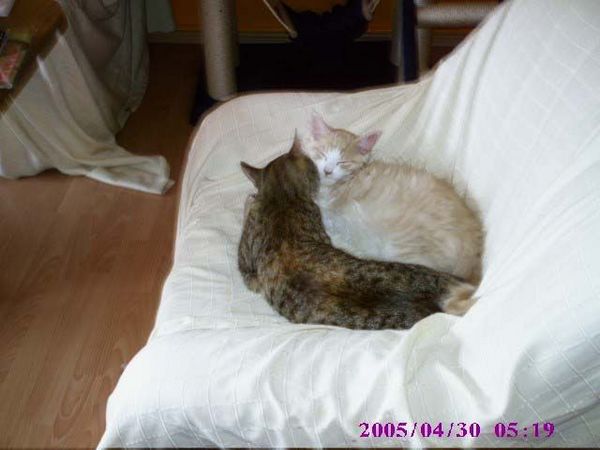 Undercover-Coon´s Bild 1 April 2005