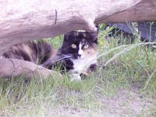 Undercover Coon´s Bild 5 Juni 2005