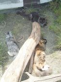Undercover Coon´s Bild 14 Juni 2005