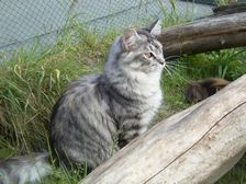 Undercover Coon´s Bild 27 Juni 2005