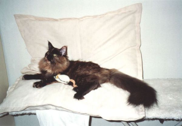 Undercover-Coon´s Bild 7 August 2005