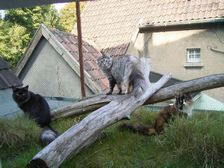 Undercover Coon´s Bild 10 Oktober 2005