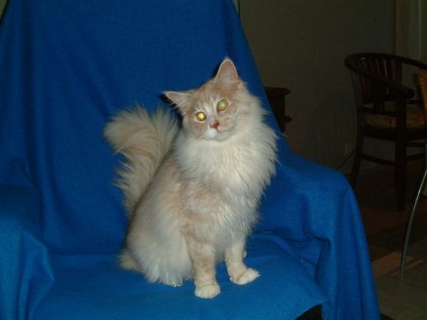 Undercover-Coon´s Bild 3 Dezember 2005