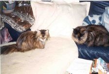 Undercover Coon´s Bild 6 Dezember 2005
