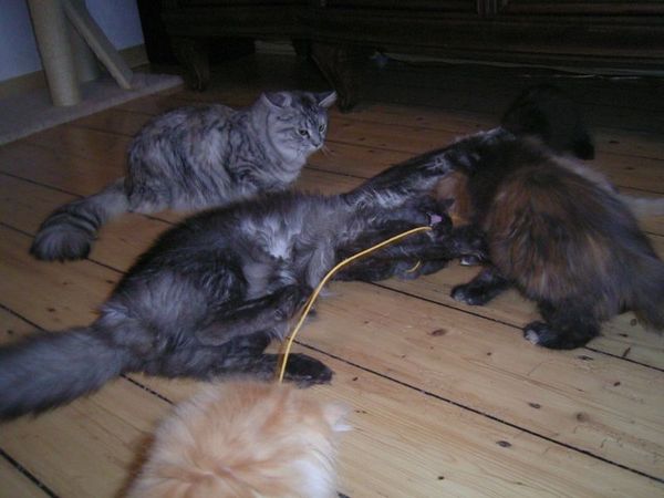 Undercover-Coon´s Bild 25 Januar 2006