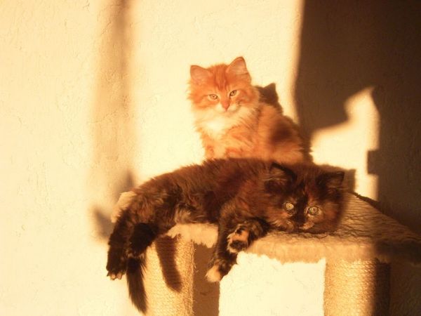 Undercover-Coon´s Bild 28 Januar 2006