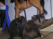 Undercover Coon´s Bild 24 Januar 2006