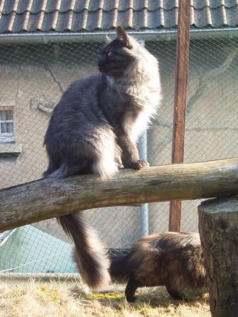 Undercover-Coon´s Bild 5 Februar 2006