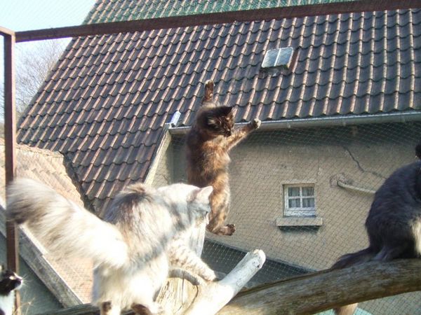 Undercover-Coon´s Bild 7 Februar 2006