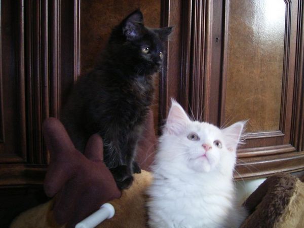 Undercover-Coon´s Bild 12 Februar 2006