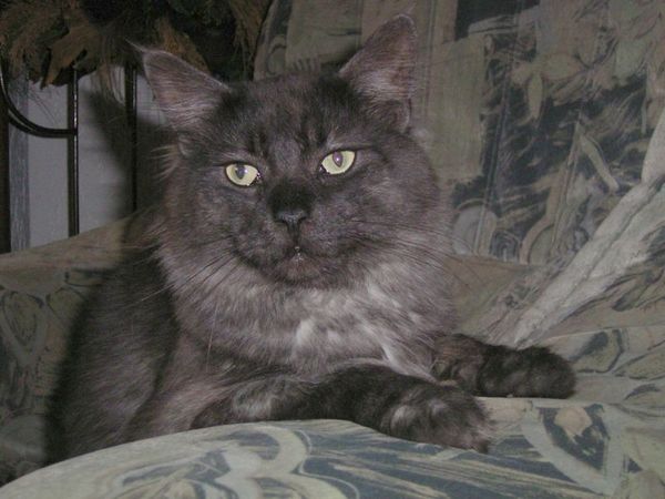 Undercover-Coon´s Bild 16 Februar 2006