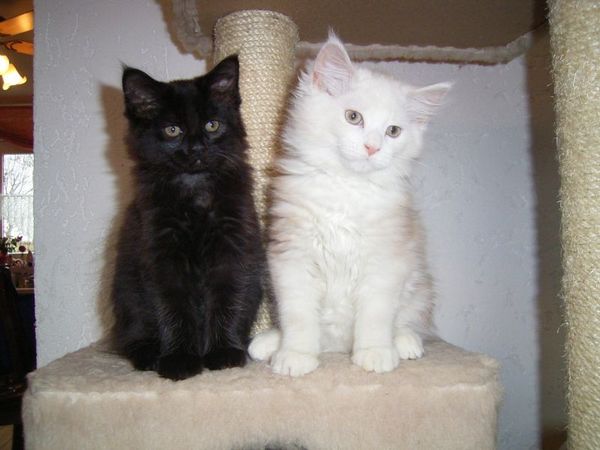 Undercover-Coon´s Bild 17 Februar 2006