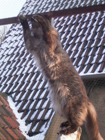 Undercover-Coon´s Bild 13 März 2006