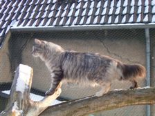 Undercover Coon´s Bild 9 März 2006