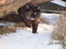 Undercover Coon´s Bild 10 März 2006