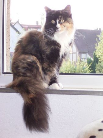 Undercover-Coon´s Bild 3 Juli 2006