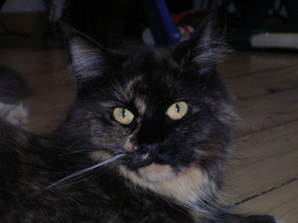 Undercover-Coon´s Bild 5 Juli 2006