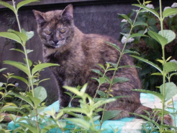 Undercover-Coon´s Bild 6 Juli 2006