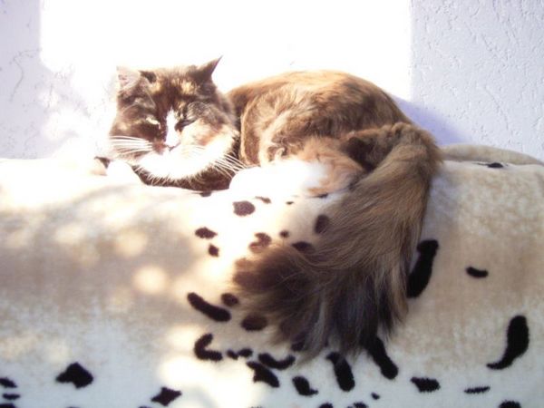 Undercover-Coon´s Bild 7 Juli 2006