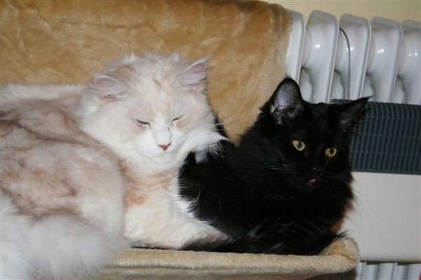 Undercover-Coon´s Bild 5 Oktober 2006