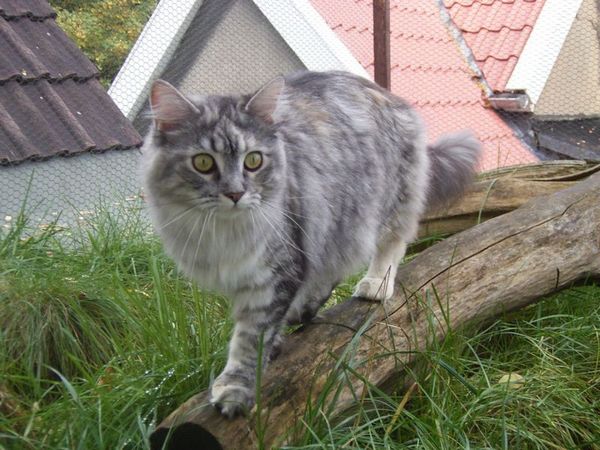Undercover-Coon´s Bild 9 Oktober 2006