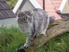 Undercover Coon´s Bild 9 Oktober 2006
