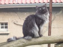 Undercover Coon´s Bild 13 Oktober 2006