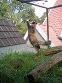 Undercover Coon´s Bild 14 Oktober 2006
