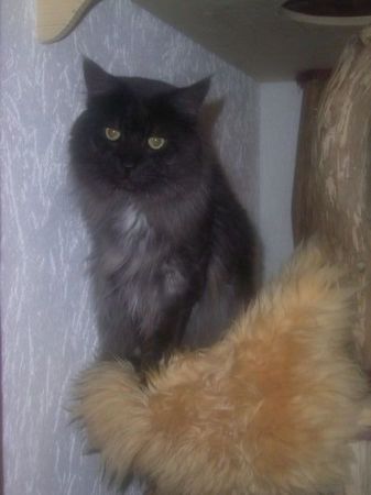 Undercover-Coon´s Bild 14 November 2006