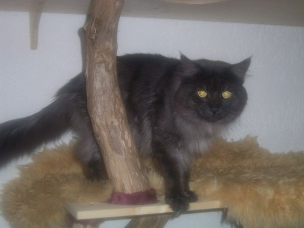Undercover-Coon´s Bild 19 November 2006