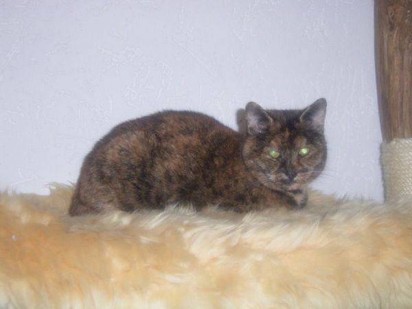 Undercover-Coon´s Bild 7 Dezember 2006