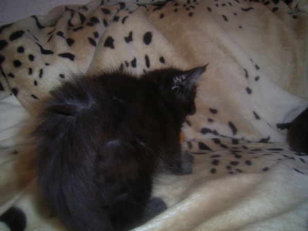 Undercover-Coon´s Bild 25 Januar 2007