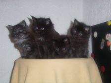 Undercover Coon´s Bild 43 Januar 2007