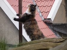 Undercover Coon´s Bild 12 März 2007