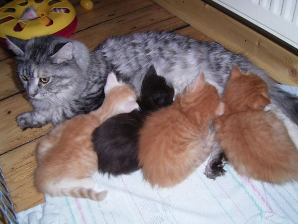 Undercover-Coon´s Bild 2 Mai 2007