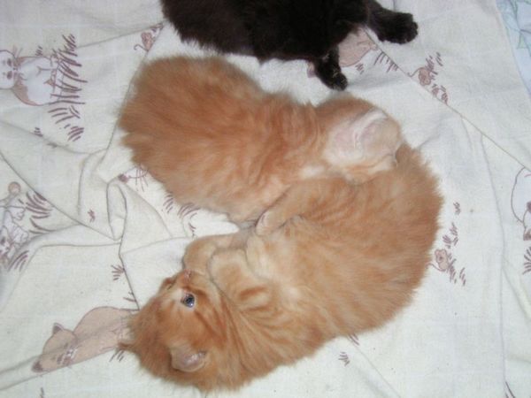 Undercover-Coon´s Bild 7 Mai 2007