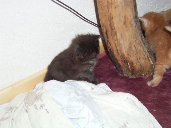 Undercover-Coon´s Bild 17 Mai 2007