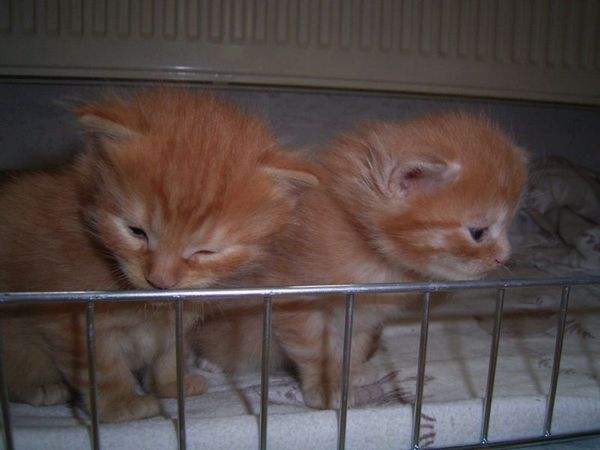 Undercover-Coon´s Bild 34 Mai 2007