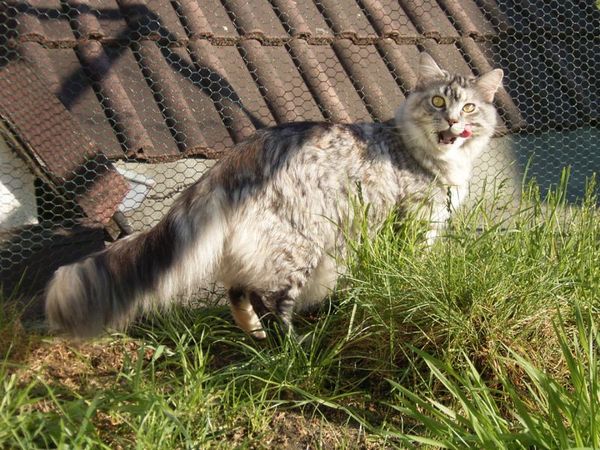 Undercover-Coon´s Bild 46 Mai 2007