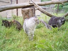 Undercover Coon´s Bild 11 Juni 2007