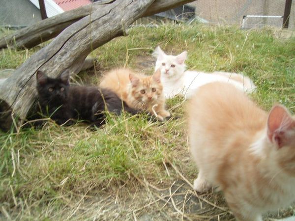 Undercover-Coon´s Bild 11 Juli 2007