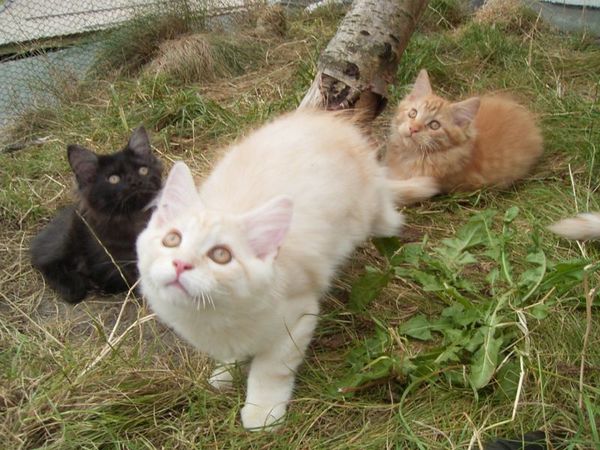 Undercover-Coon´s Bild 19 Juli 2007