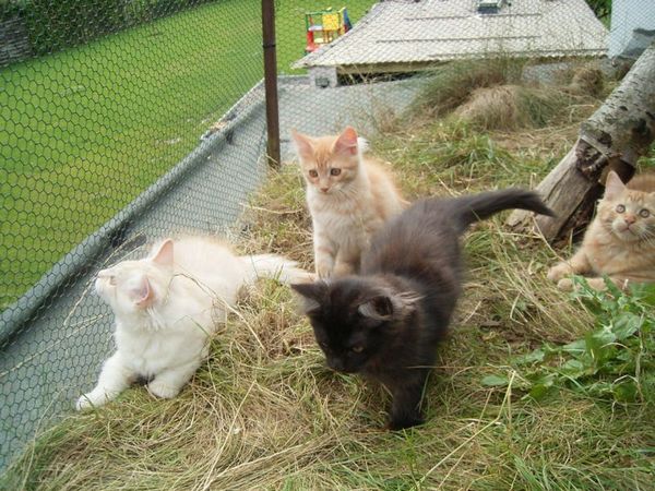 Undercover-Coon´s Bild 23 Juli 2007