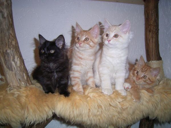 Undercover-Coon´s Bild 42 Juli 2007