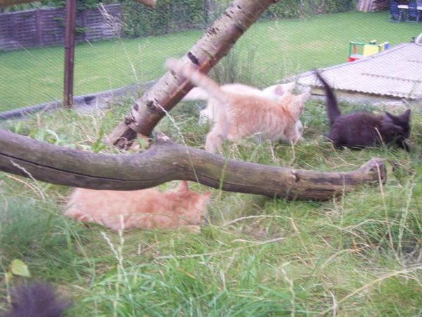 Undercover-Coon´s Bild 55 Juli 2007