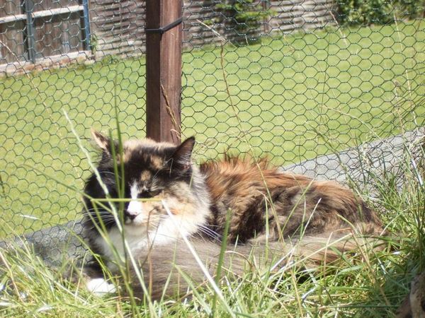 Undercover-Coon´s Bild 58 Juli 2007