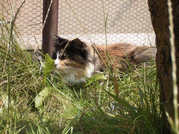 Undercover-Coon´s Bild 61 Juli 2007